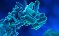 Cerca de 80 personas afectadas por un brote de Legionella pneumophila