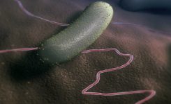 Bacillus cereus, esa gran desconocida. Parte I