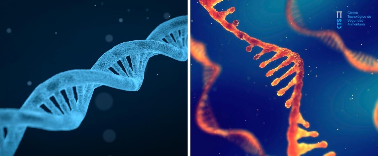 ¿Sabes qué hace el ARN y el ADN? estas son las principales diferencias
